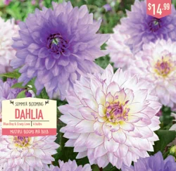 Dahlia Blue Boy & Crazy Love