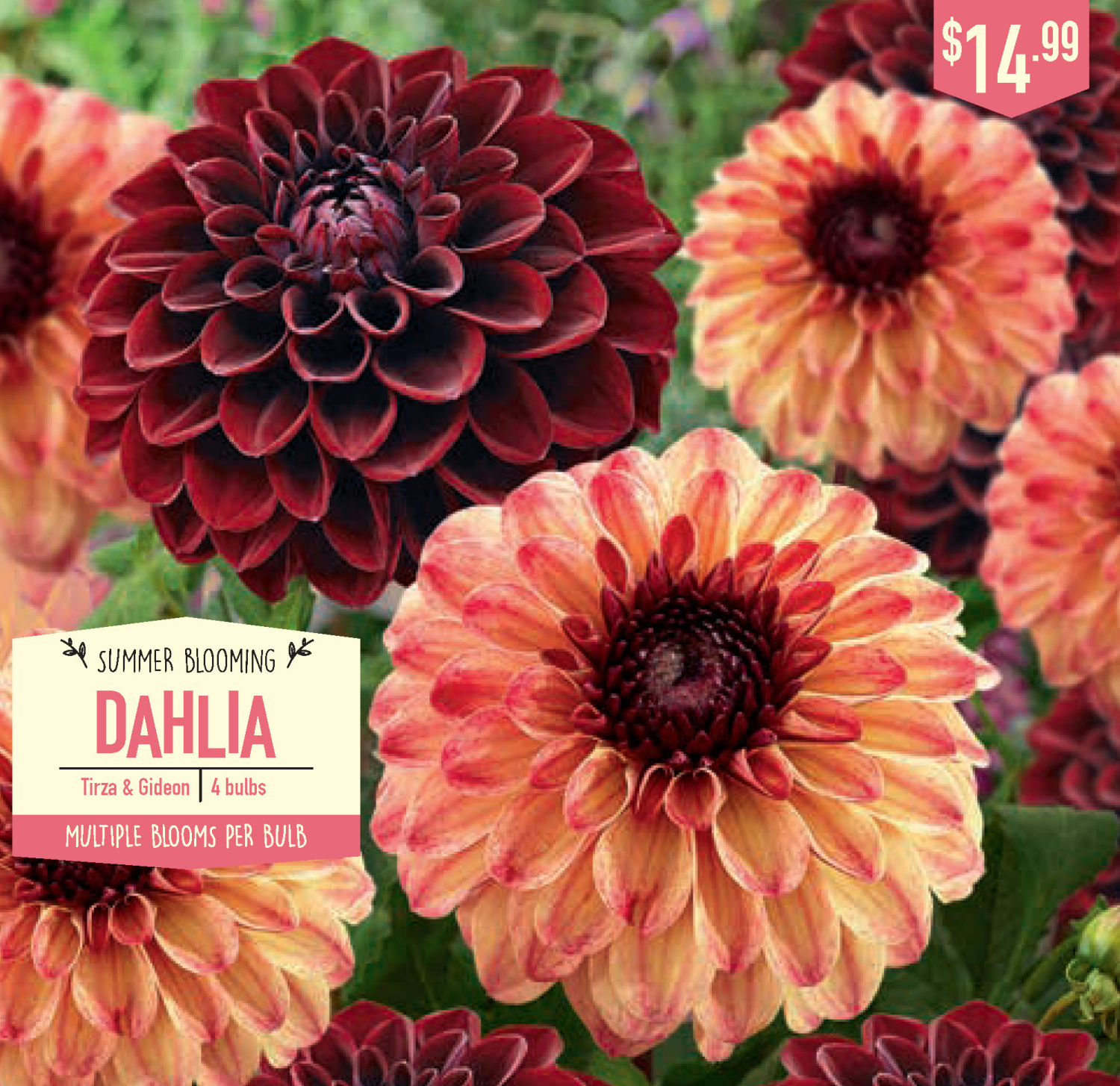 slide 1 of 1, Dahlia Tirza & Gideon, 4 ct