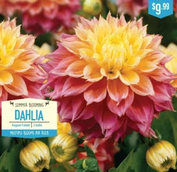 Dahlia Kogane Fubuki