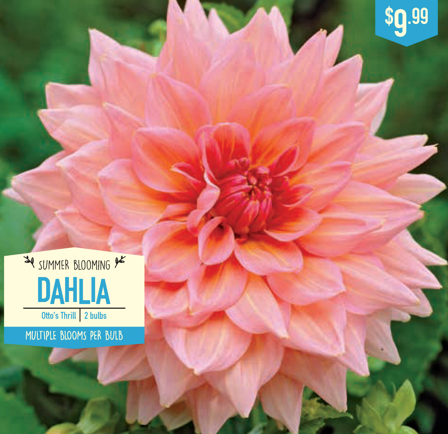 slide 1 of 1, Dahlia Otto's Thrill, 2 ct