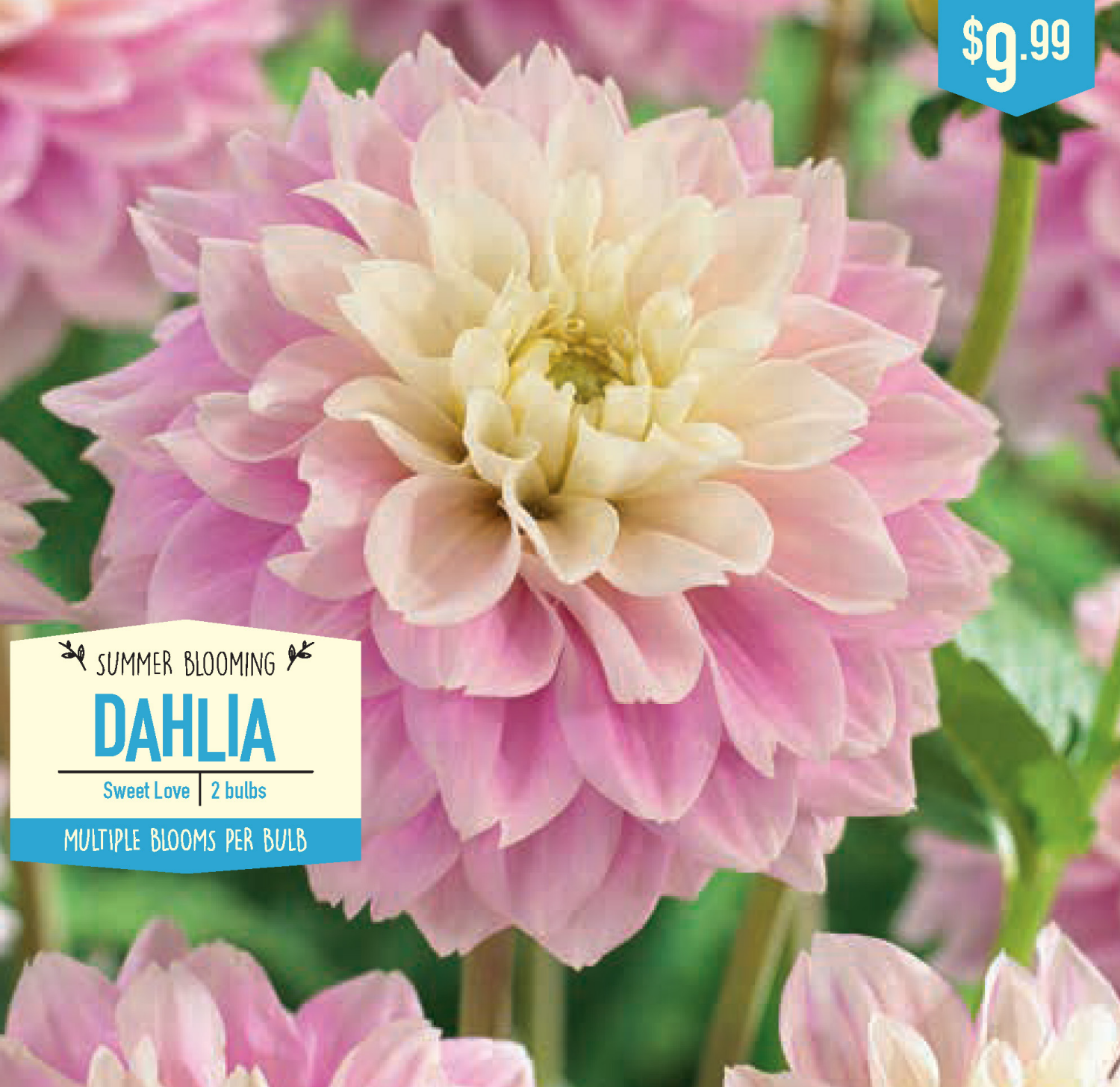 slide 1 of 1, Dahlia Sweet Love, 2 ct