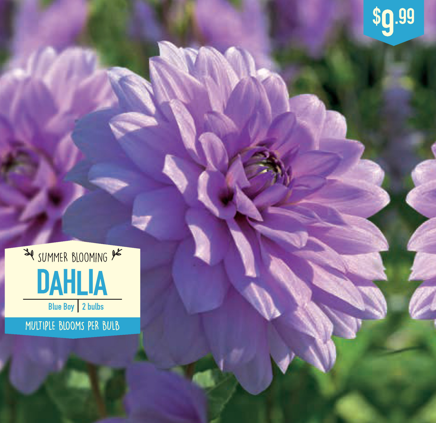 slide 1 of 1, Dahlia Blue Boy, 2 ct