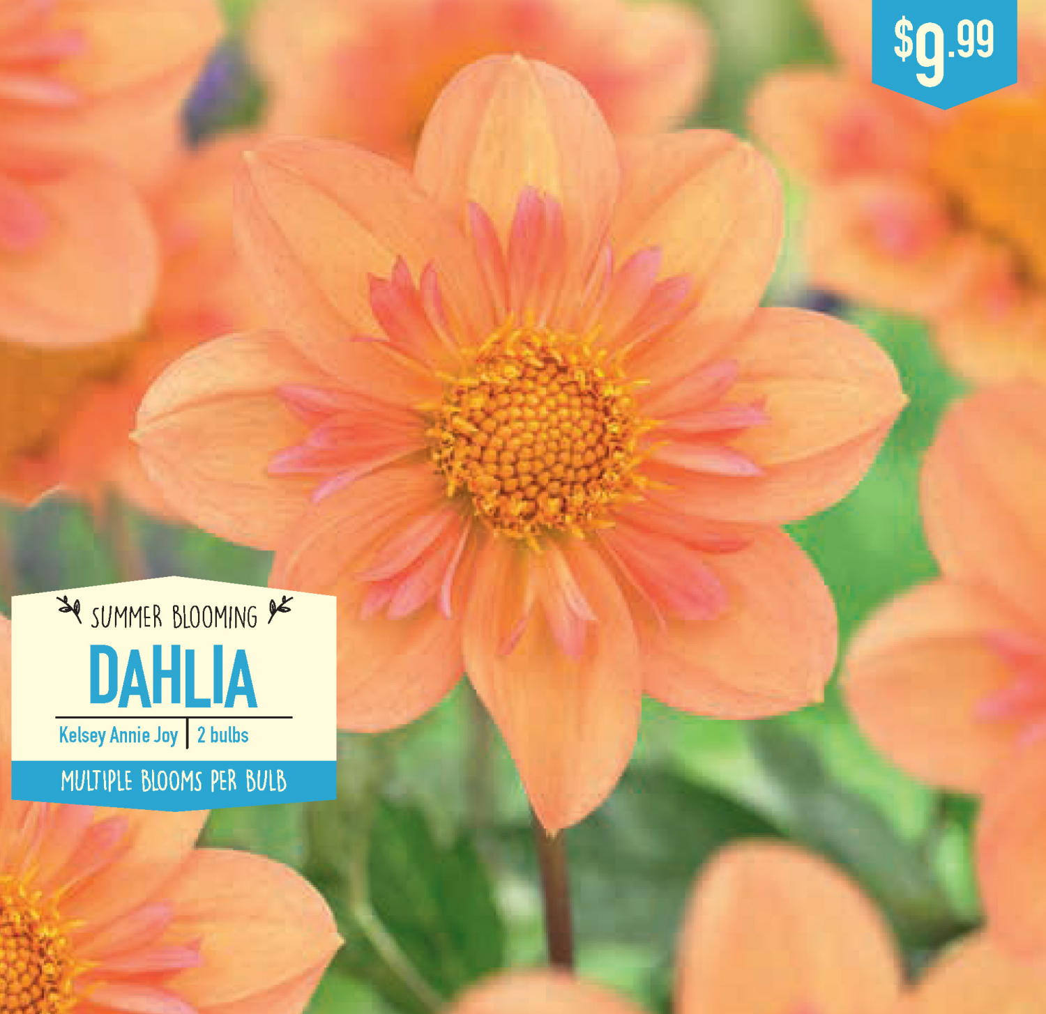 slide 1 of 1, Dahlia Kelsey Annie Joy, 2 ct