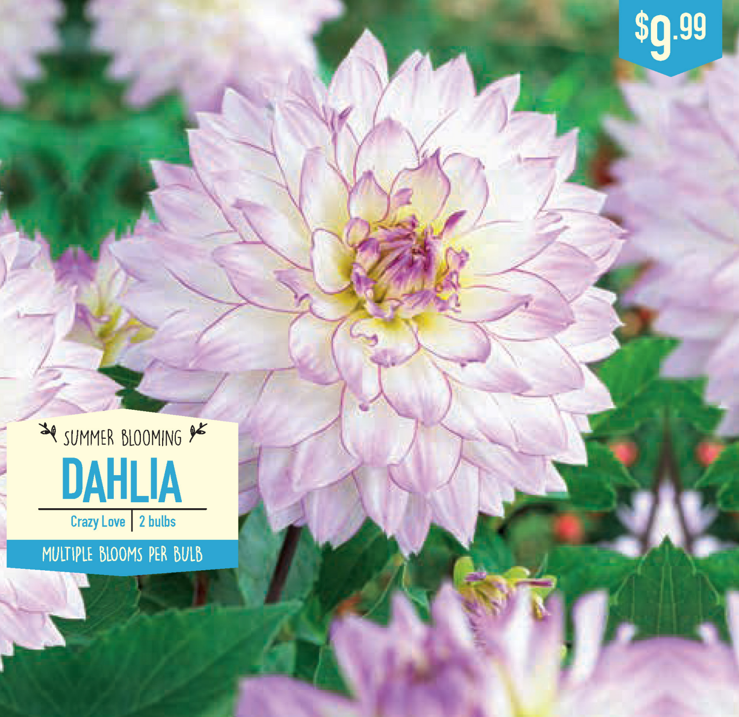 slide 1 of 1, Dahlia Crazy Love, 2 ct