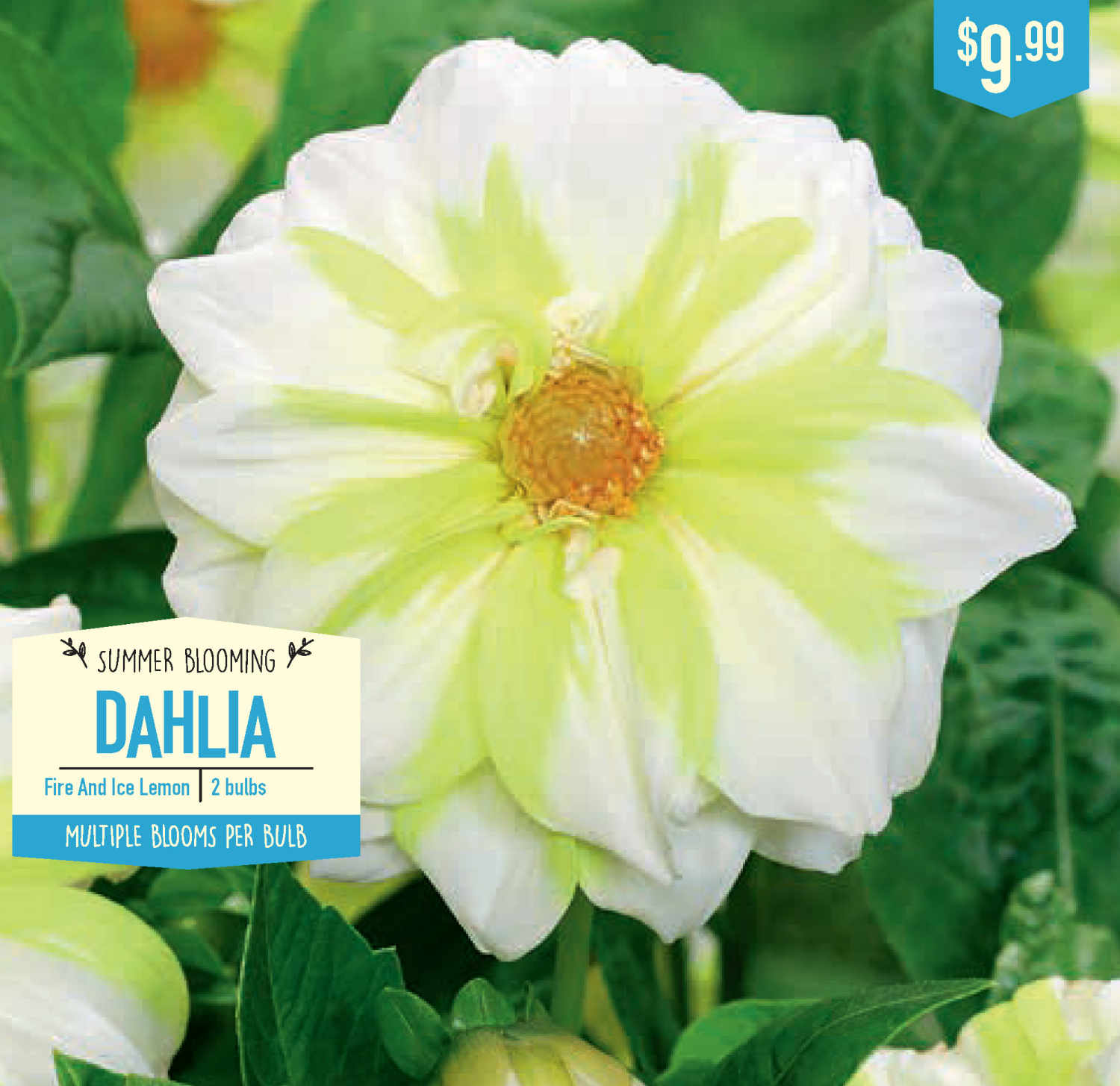 slide 1 of 1, Dahlia Fire And Ice Lemon, 2 ct