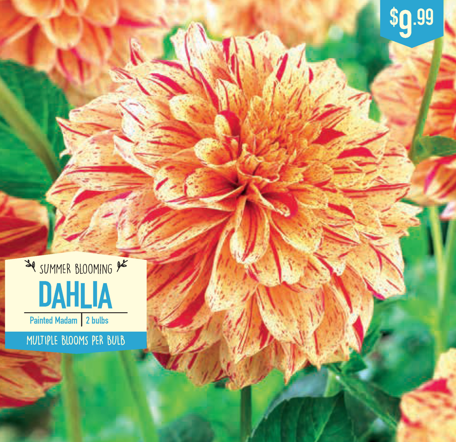 slide 1 of 1, Dahlia Painted Madam, 2 ct