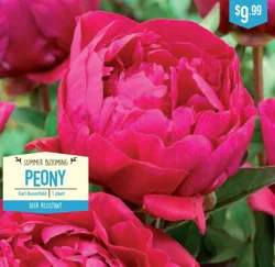 Paeonia Karl Rosenfield