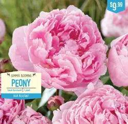 Paeonia Sarah Bernhardt 1ct