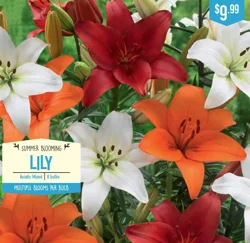 Lily Asiatic Mixed