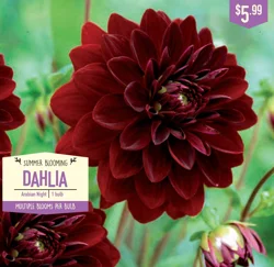 Dahlia Arabian Night