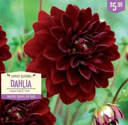 Dahlia Arabian Night