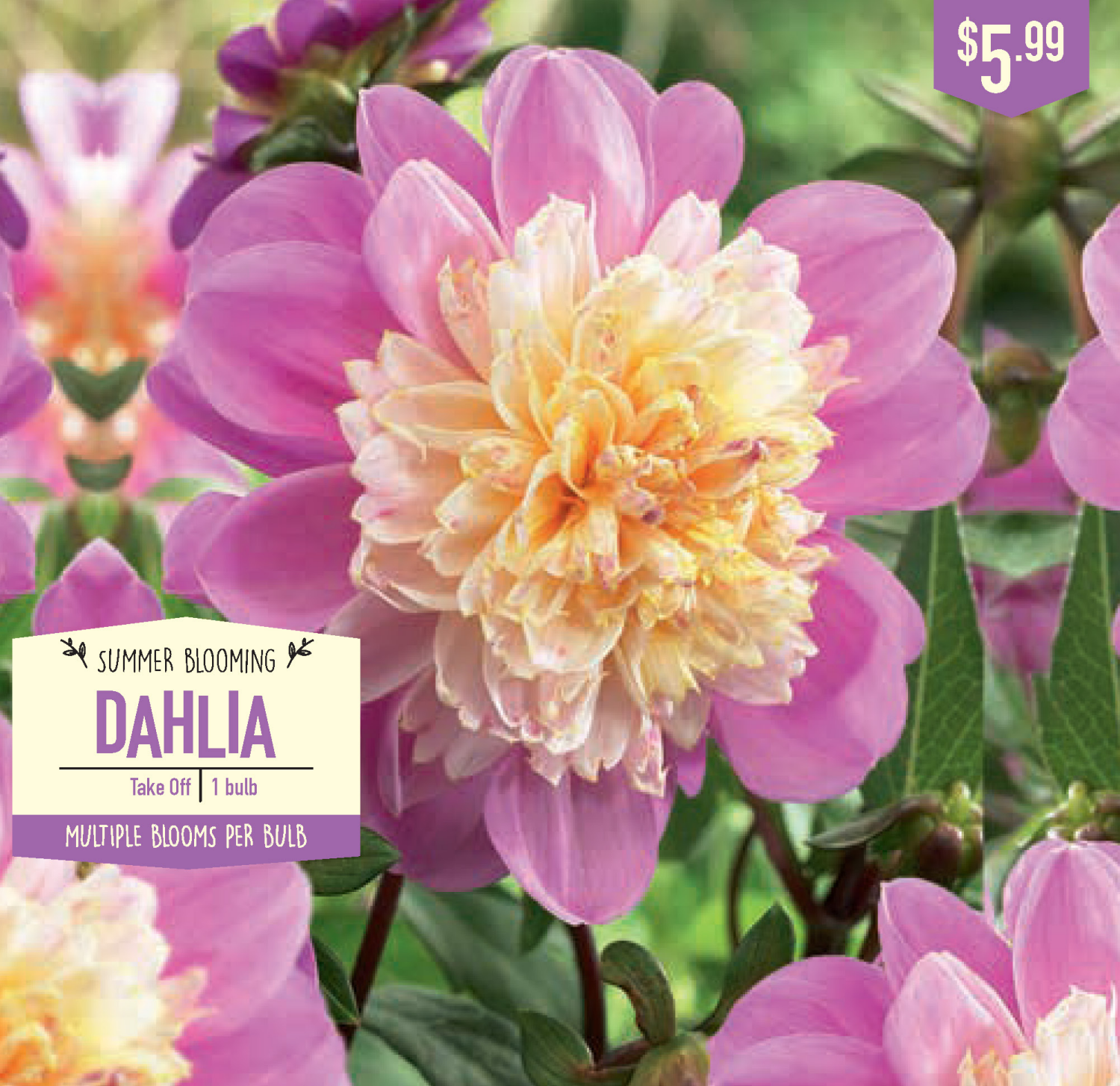 slide 1 of 1, Dahlia Take Off, 1 ct