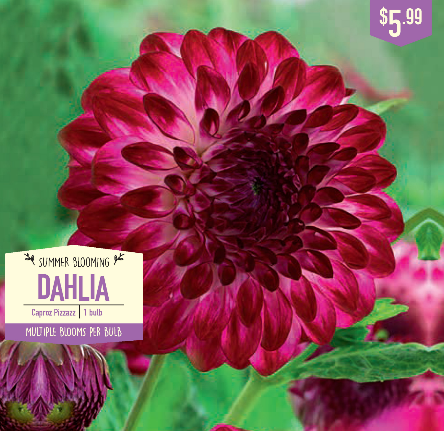 slide 1 of 1, Dahlia Caproz Pizzazz, 1 ct