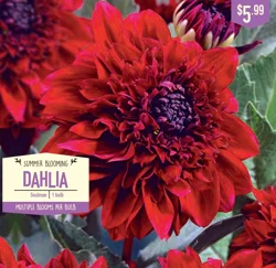 Dahlia Soulman