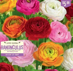 Ranunculus Aviv Mixed