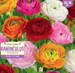 Ranunculus Aviv Mixed