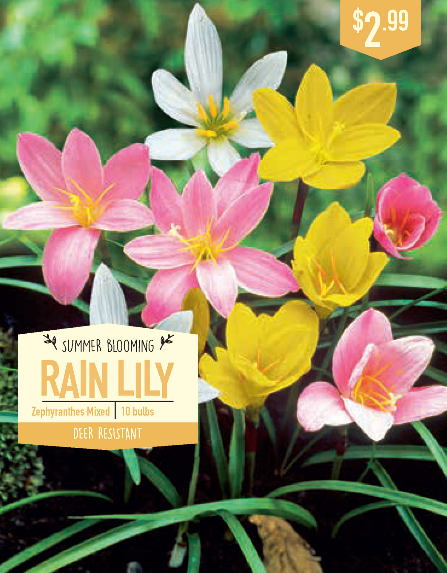 slide 1 of 1, Zephyranthes Rain Lily Mixed, 10 ct