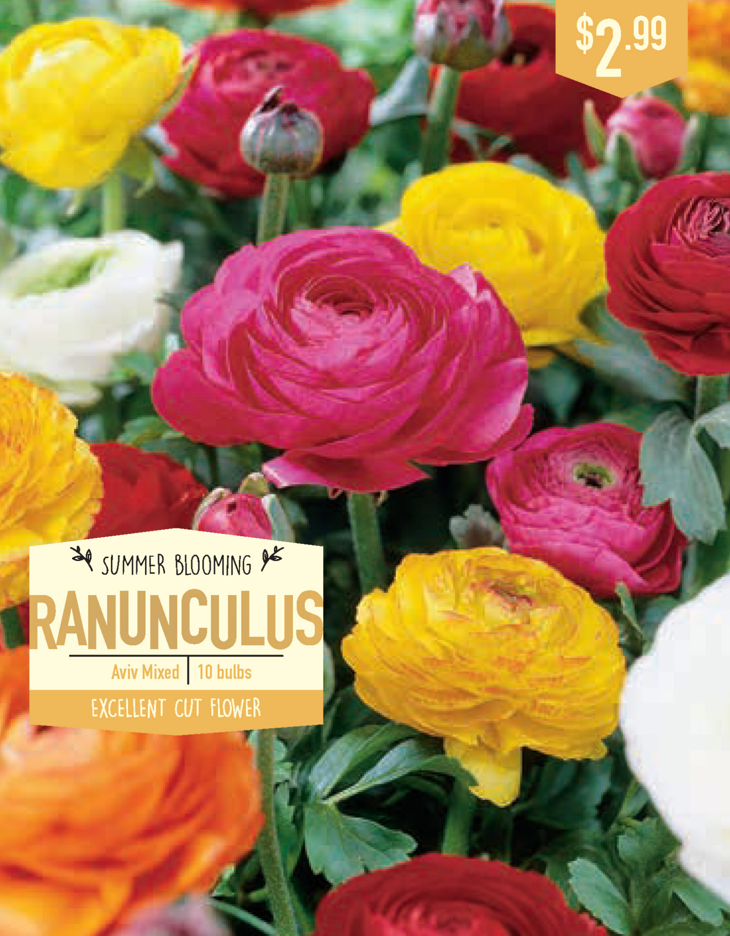 slide 1 of 1, Ranunculus Aviv Mixed, 10 ct