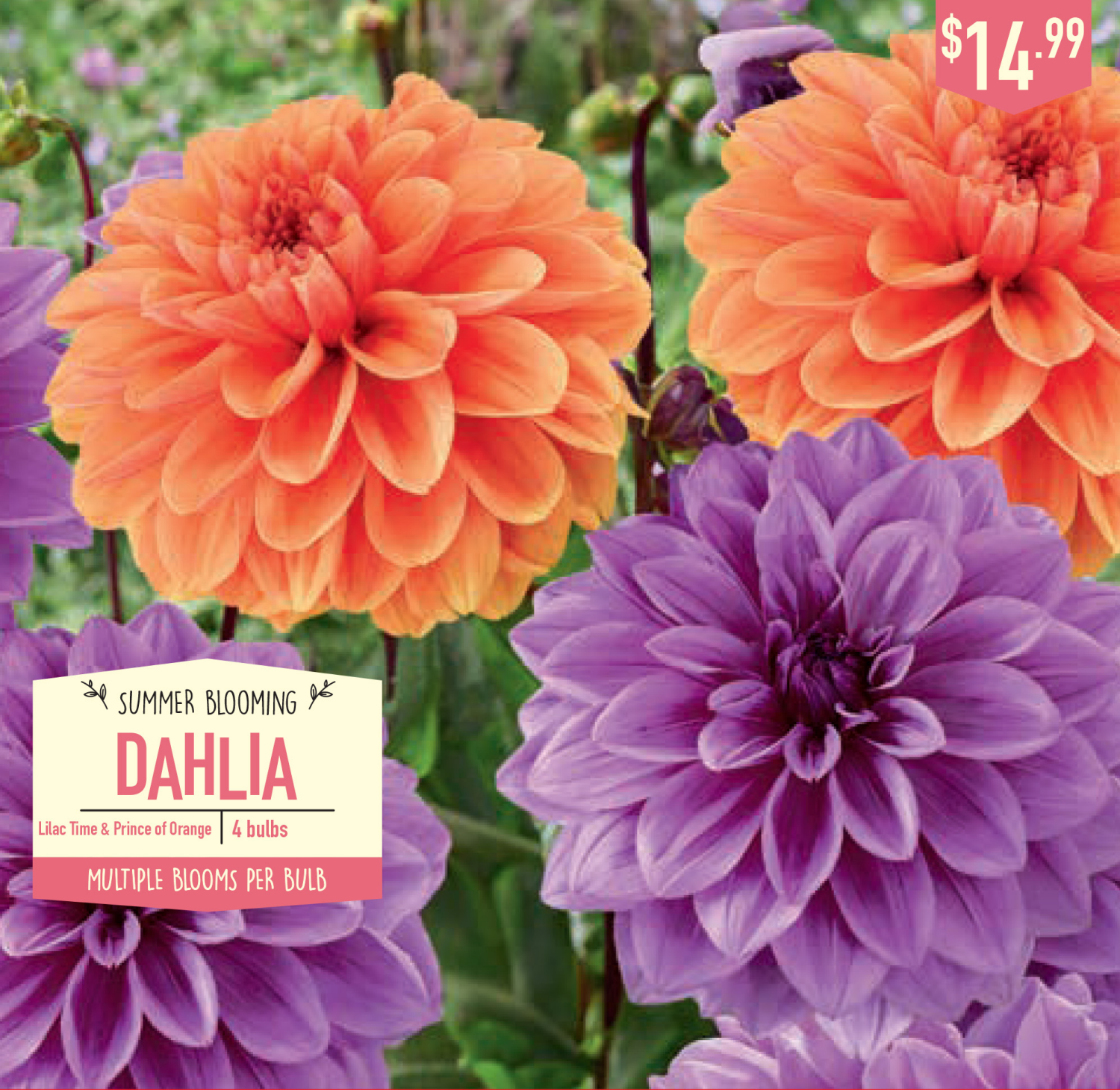 slide 1 of 1, Dahlia Lilac Time & Prince of Orange, 4 ct