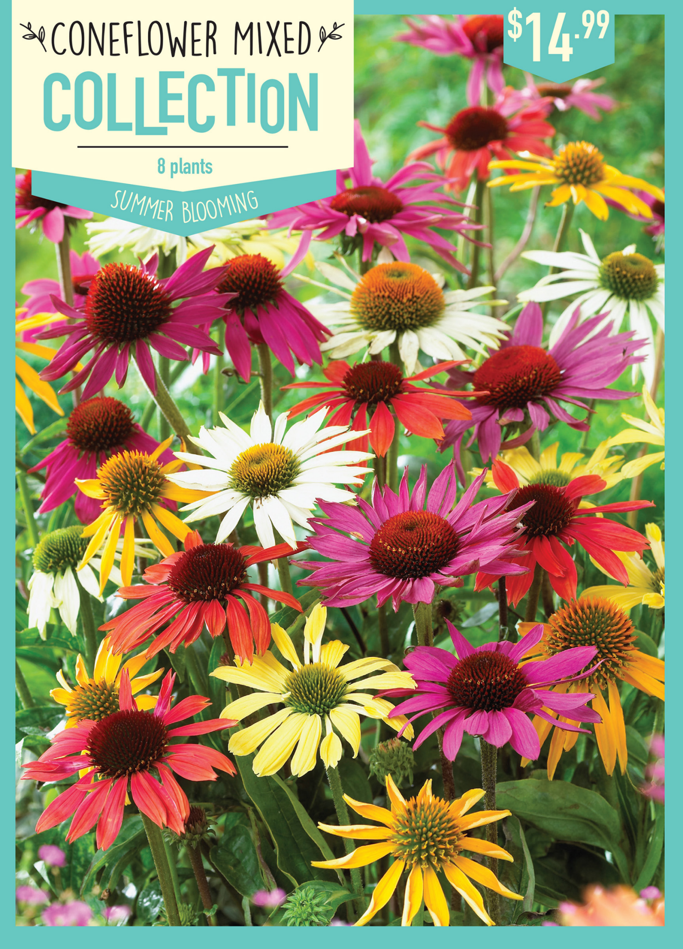 slide 1 of 1, Echinacea Coneflower Mix, 8 ct