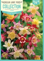 Aquilegia Mckana Giants 8ct
