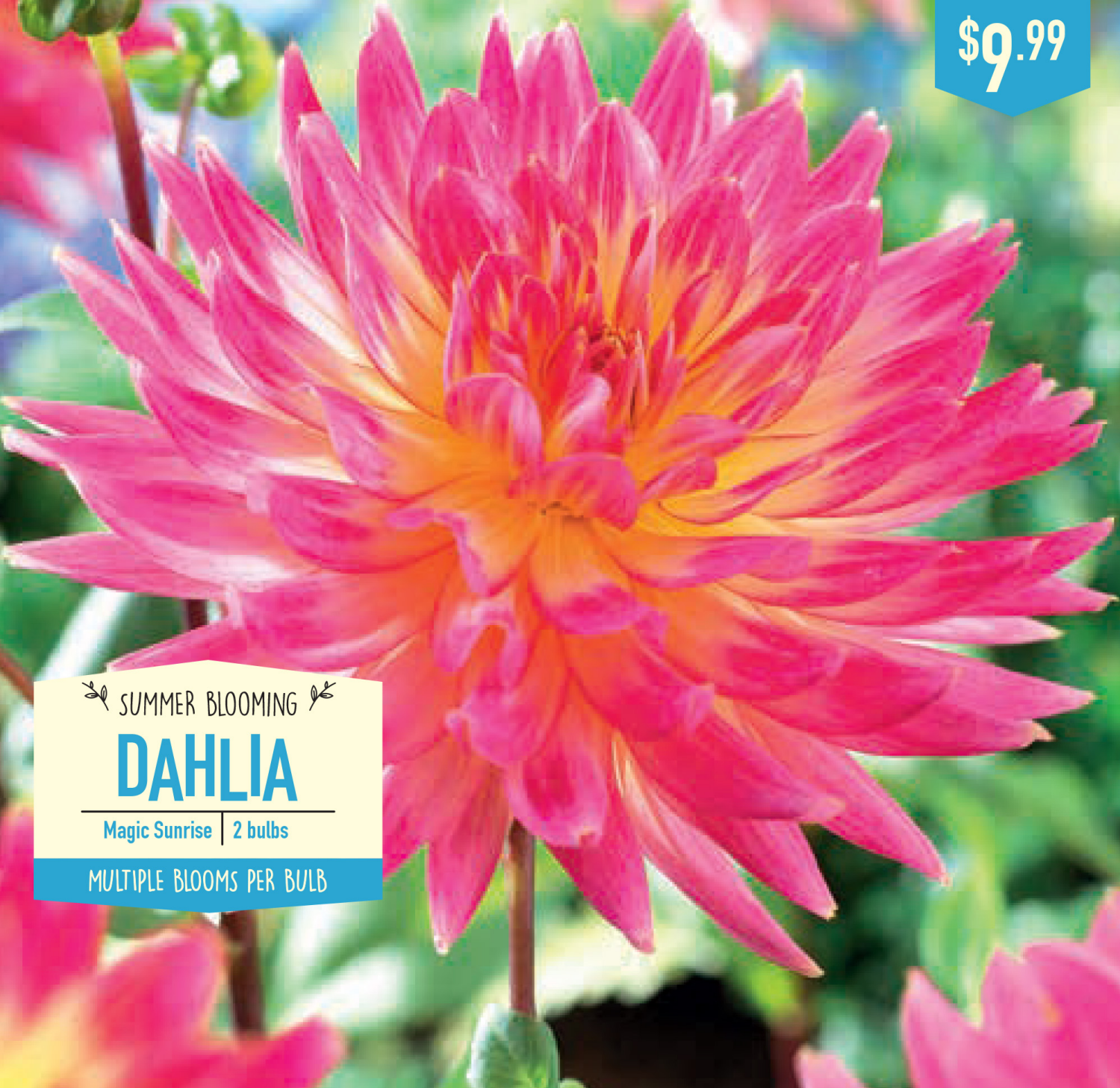 slide 1 of 1, Dahlia Magic Sunrise, 2 ct