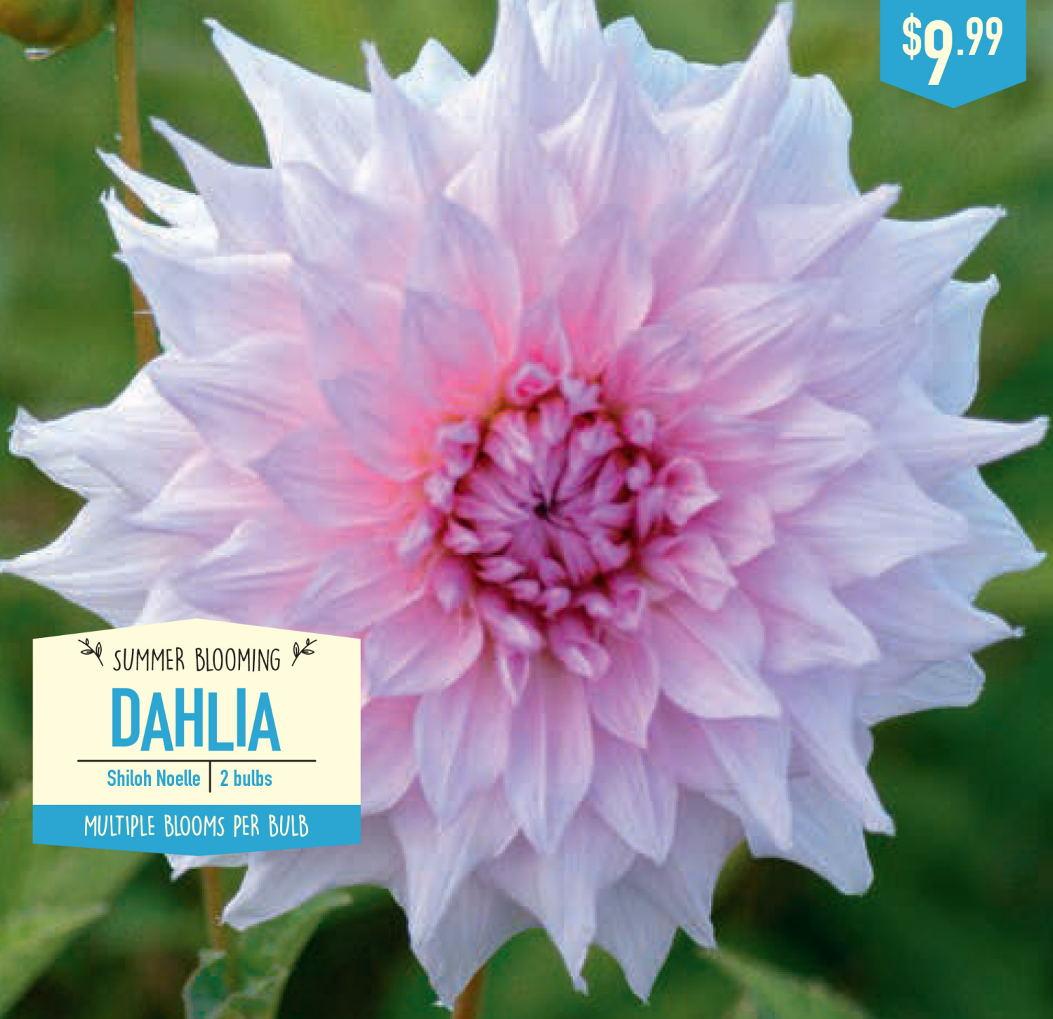 slide 1 of 1, Dahlia Shiloh Noelle, 2 ct