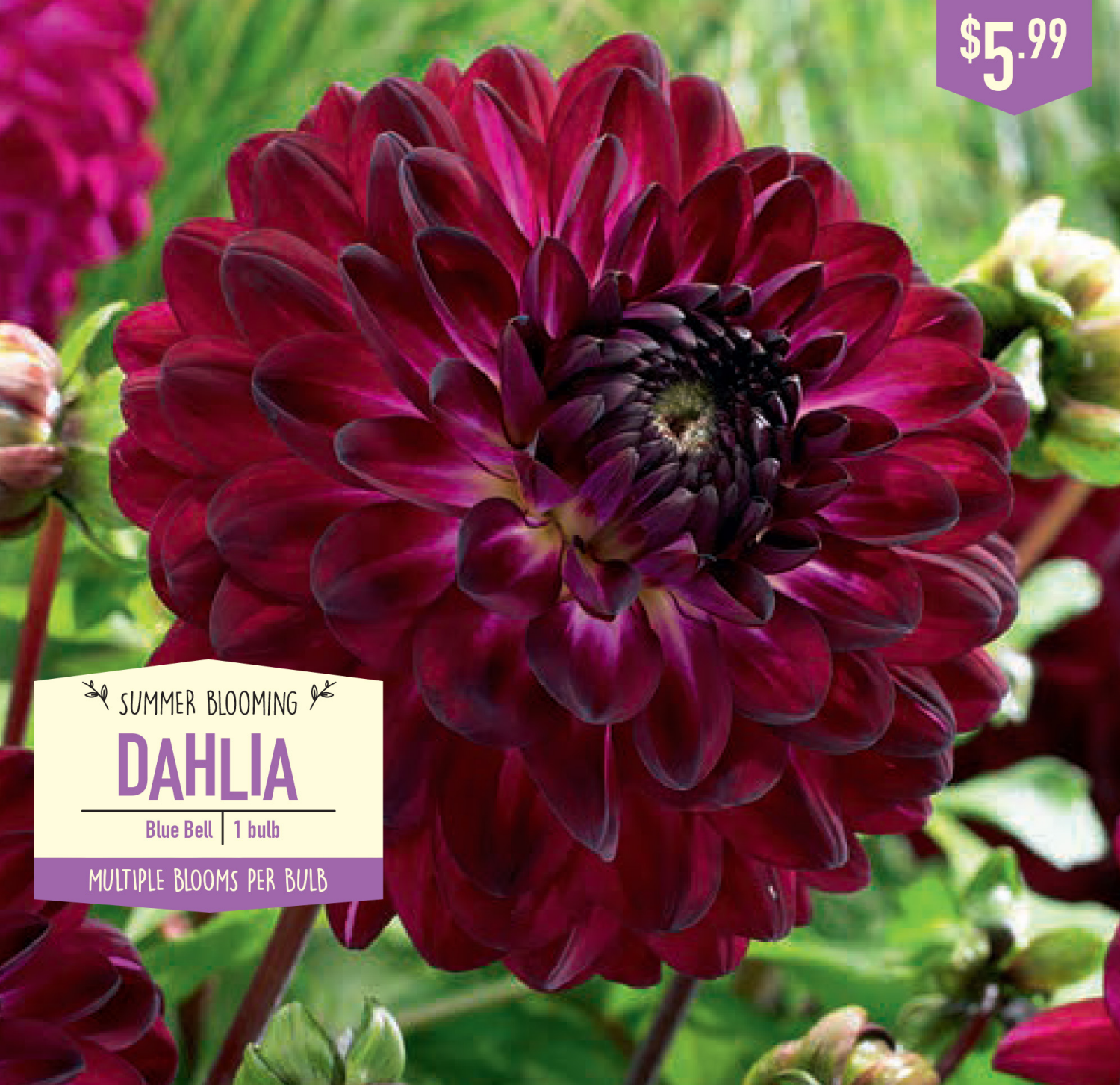 slide 1 of 1, Dahlia Blue Bell, 1 ct