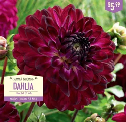 Dahlia Blue Bell