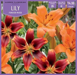 Lily Forever Mix - 7 ct