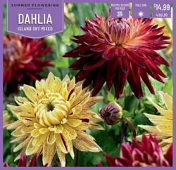 Dahlia Island Sky Mix 4Ct