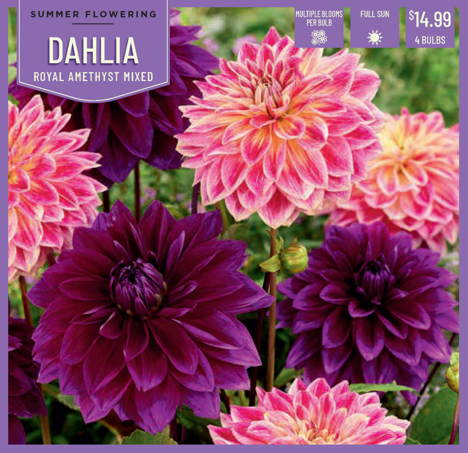 slide 1 of 1, Dahlia Royal Amethyst Mix 4Ct, 4 ct