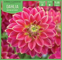 Dahlia Mr. Optimist 1Ct