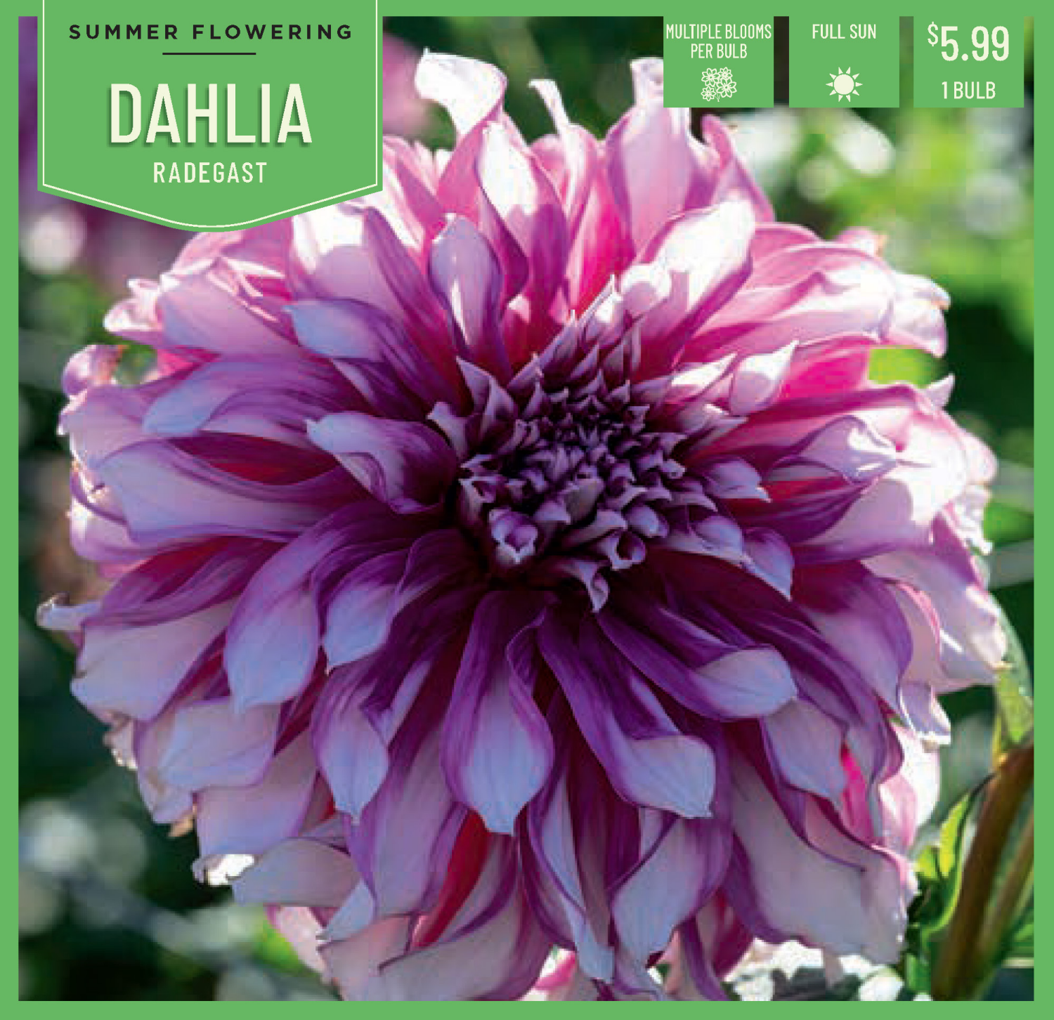 slide 1 of 1, Dahlia Radegast 1Ct, 1 ct