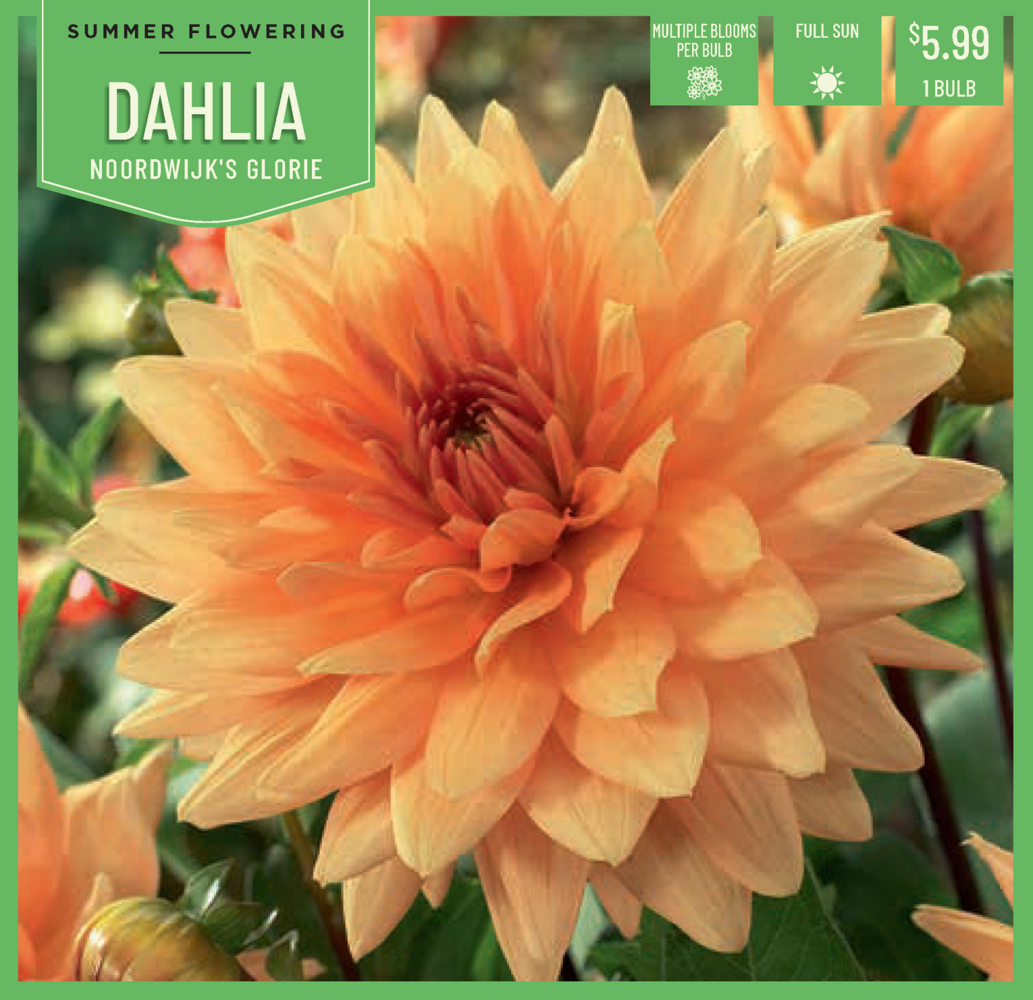 slide 1 of 1, DAHLIA NOORDWIJK's GLORIE 1CT, 1 ct