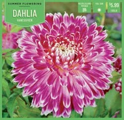 Dahlia Vancouver 1Ct