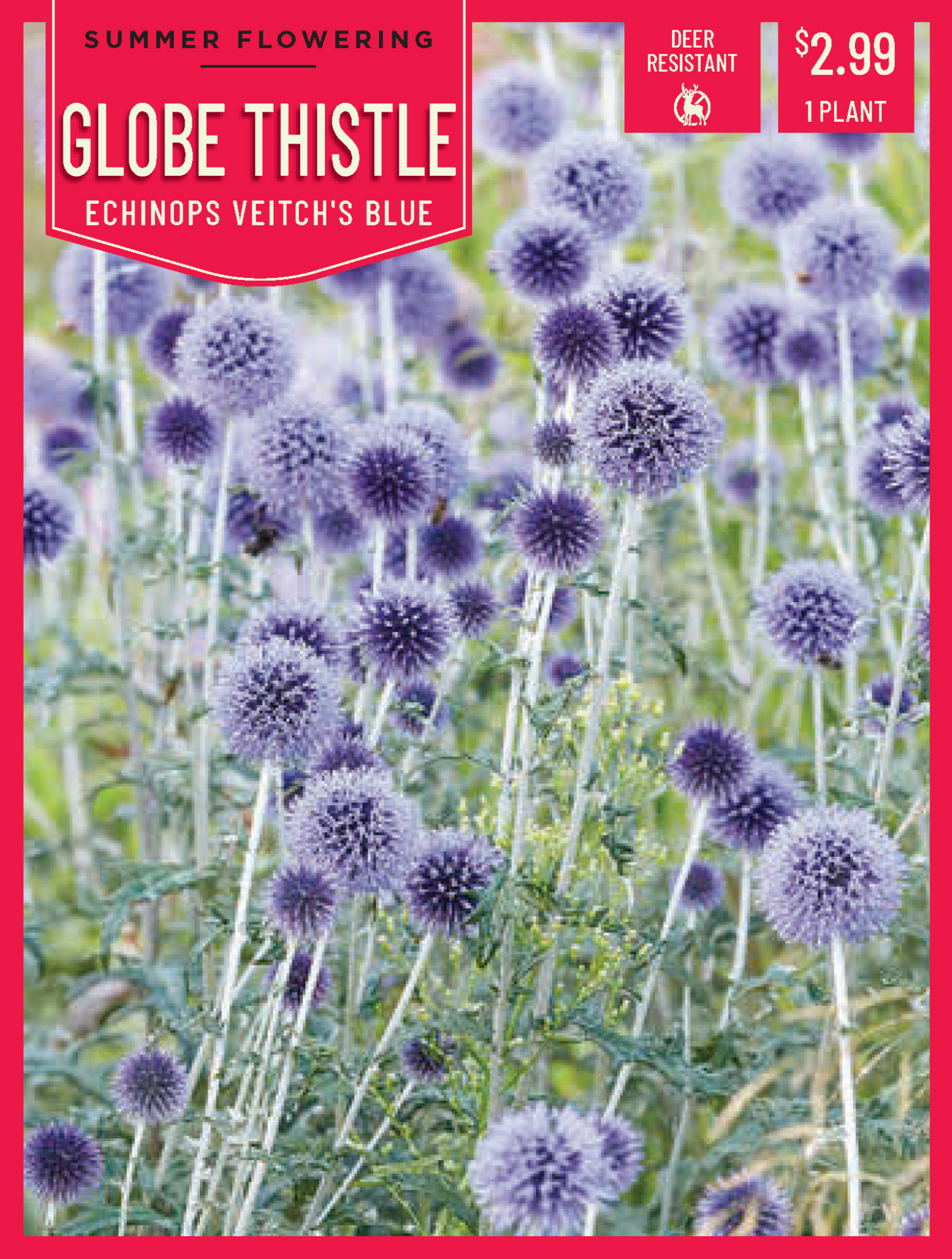 slide 1 of 1, Echinops Veitchs Blue 1Ct, 1 ct