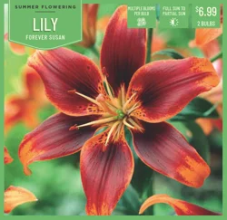 Lily Forever Susan 2ct