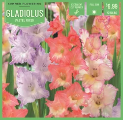 Gladiolus Pastel Mixed 15ct