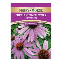 Ferry Morse Purple Coneflower Echinacea