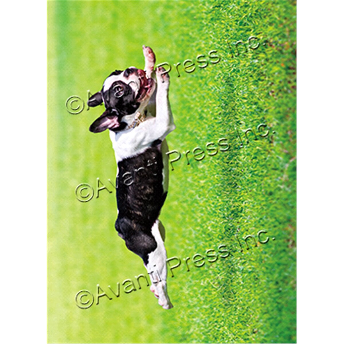 slide 1 of 1, Avanti Greeting Card, 1 ct