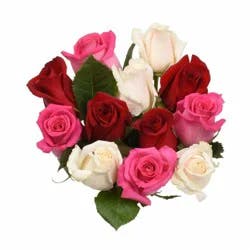 BLOOM HAUS Rainbow Assorted Roses