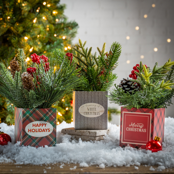 slide 8 of 9, Holiday Potted Pine Arrangement, 8 in