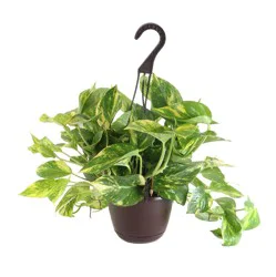 Foliage House Plant