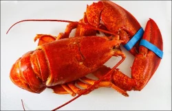 Steamed Fd Pckg Steamed Lobster