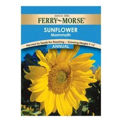 Ferry Morse Sunflower Mammoth