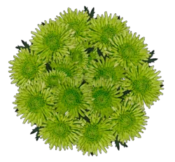 5 St Novelty Pom Bunches