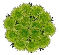 5 St Novelty Pom Bunches