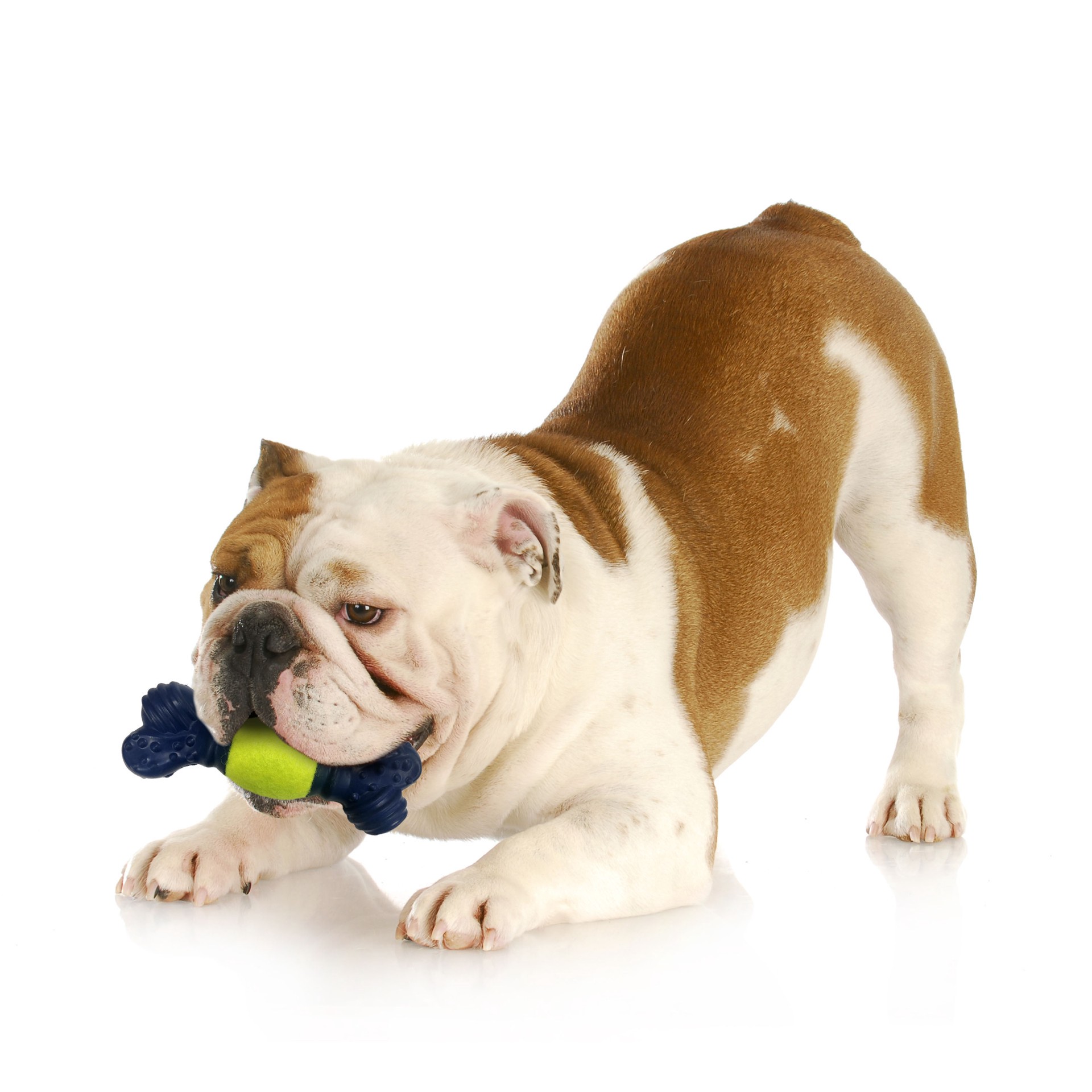 slide 7 of 10, Nylabone Power Play Tennis Play 'n Fetch Interactive Dog Toy, 1 ct