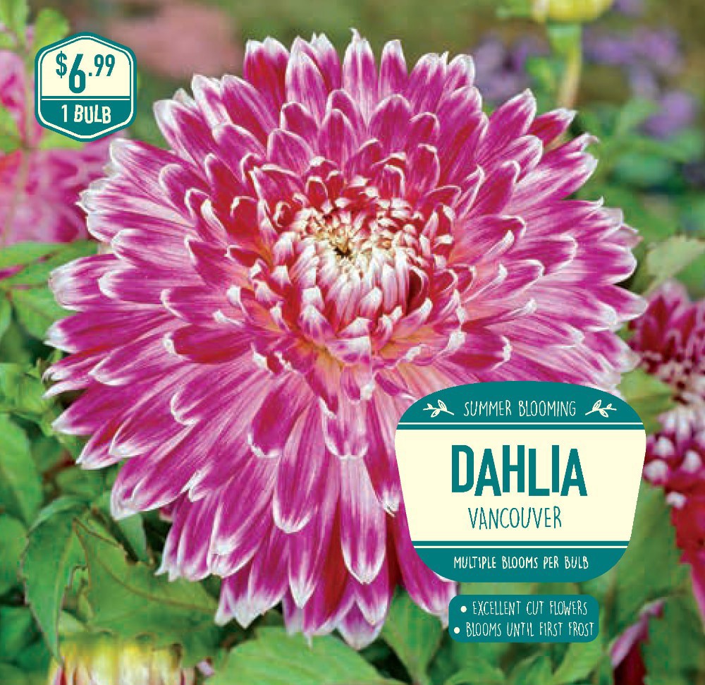 slide 1 of 1, Dahlia Vancouver Bulb, 1 ct